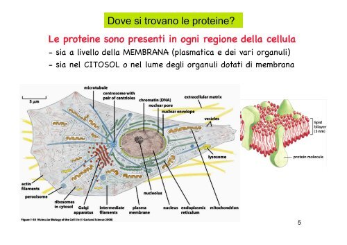 Localizzazione delle proteine in situ 1Â°parte - CusMiBio