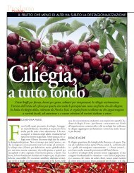 Ciliegia, a tutto tondo - L'Informatore Agrario