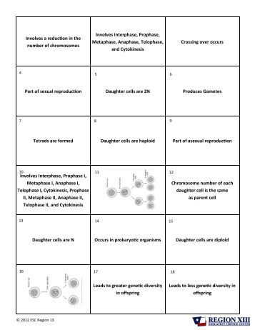 Worksheets Mitosis Meiosis Worksheet mitosis meiosis worksheet vs card sort region 13