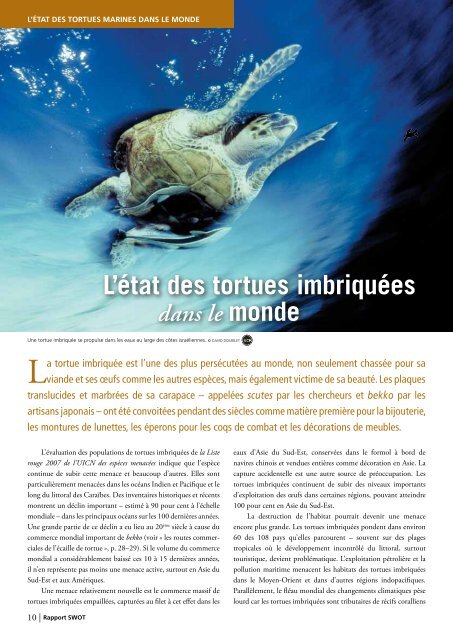 Tortue imbriquÃ©e - The State of the World's Sea Turtles