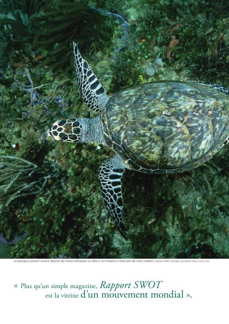 Tortue imbriquÃ©e - The State of the World's Sea Turtles