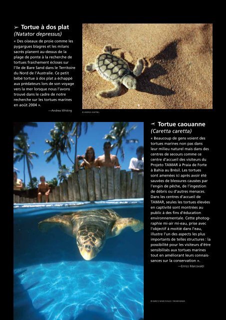 Tortue imbriquÃ©e - The State of the World's Sea Turtles