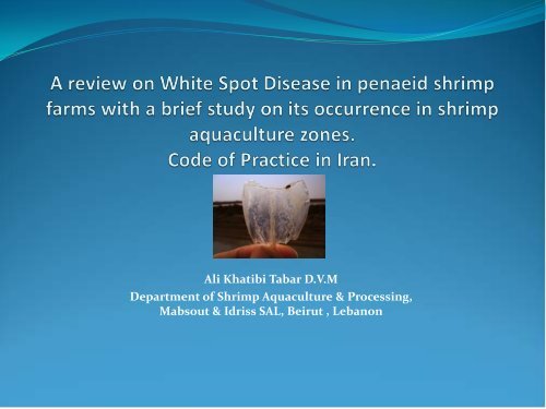 A review on White Spot Disease in penaeid ... - Middle East - OIE