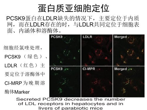 PCSK9 蛋白在动脉粥样硬化中的作用 - abc