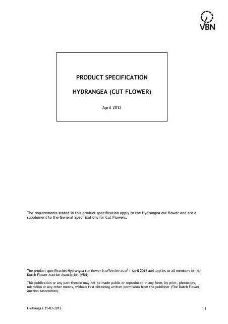 Hydrangea, cut flower - Vbn