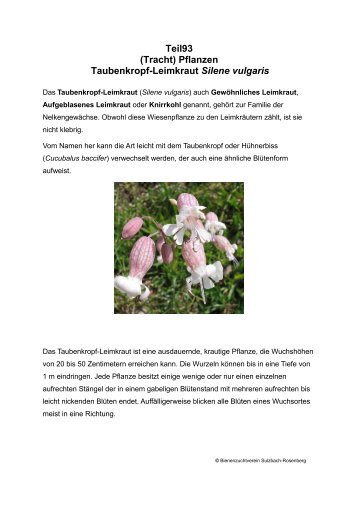 Teil93 (Tracht) Pflanzen Taubenkropf-Leimkraut Silene vulgaris
