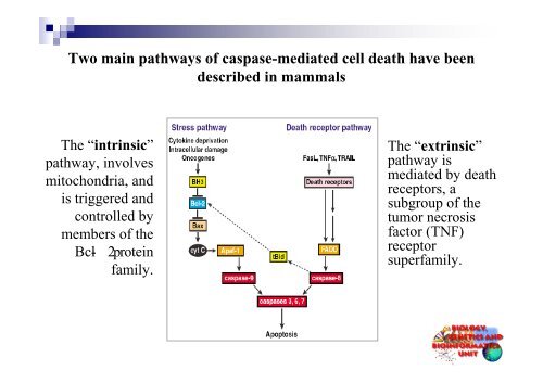 Apoptosis and Degenerative Diseases - Bgbunict.it