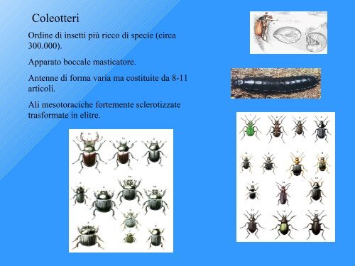 Qualità Biologica dei Suoli - Tec.bio