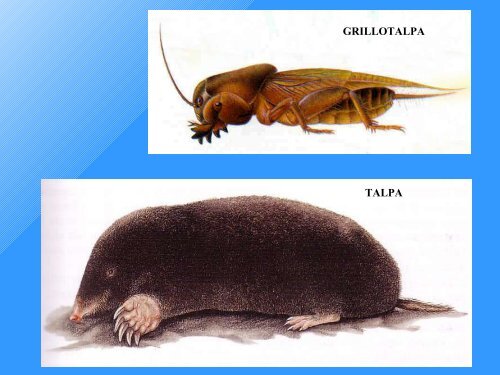 Qualità Biologica dei Suoli - Tec.bio