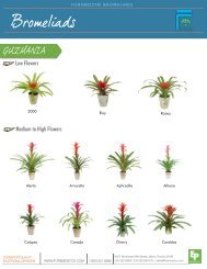 Bromeliad - from Exotic Plants - Catalog (PDF) - ForemostCo