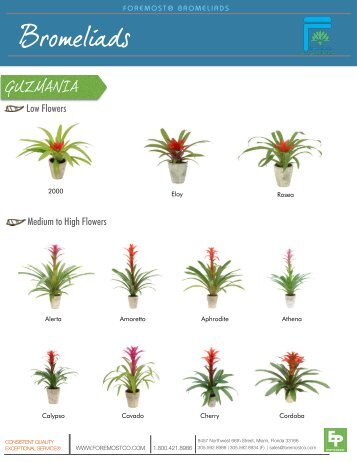 Bromeliad - from Exotic Plants - Catalog (PDF) - ForemostCo