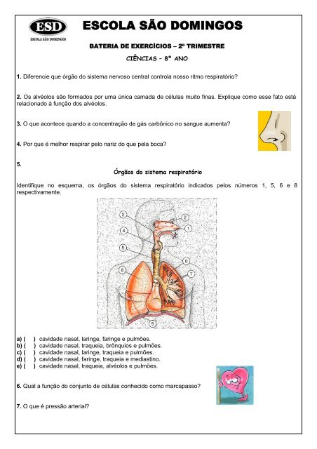 Sistema Nervoso 6º ano fundamental 