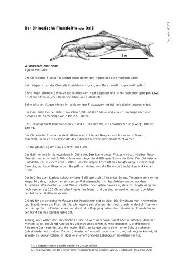 Der Chinesische Flussdelfin oder Baiji - Whale and Dolphin ...