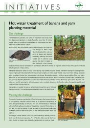 Hot water treatment of banana and yam planting material - IITA