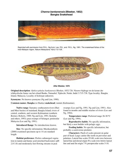 Channa bankanensis (Bleeker, 1852) Bangka Snakehead