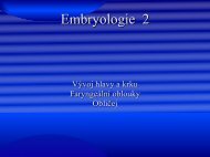 Embryologie 2