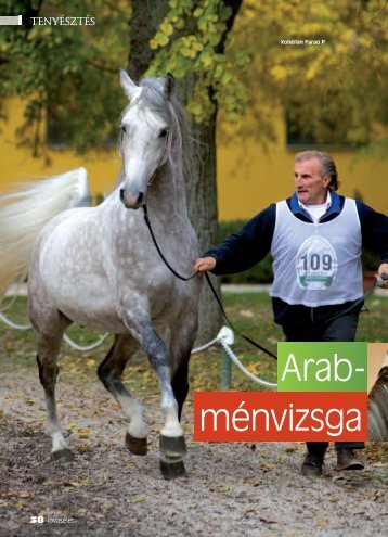 Arab- mÃ©nvizsga - Shagya-arab