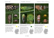 Page 1 Cicadomorpha Cicadellidae â Idiocerinae Stenidiocerus ...