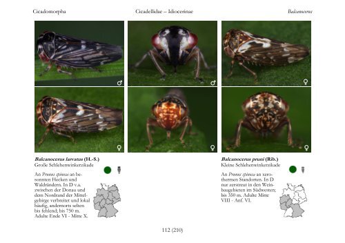 Page 1 Cicadomorpha Cicadellidae â Idiocerinae Stenidiocerus ...