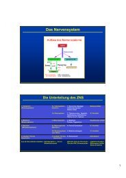 Neurotransmittersysteme und ihre Rezeptoren