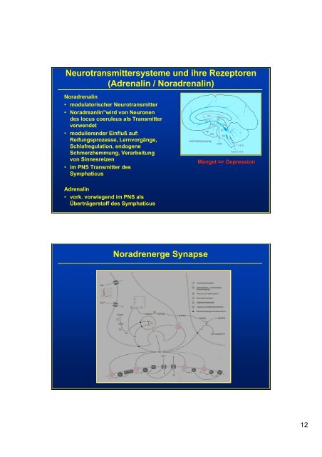 Neurotransmittersysteme und ihre Rezeptoren