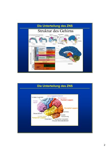 Neurotransmittersysteme und ihre Rezeptoren