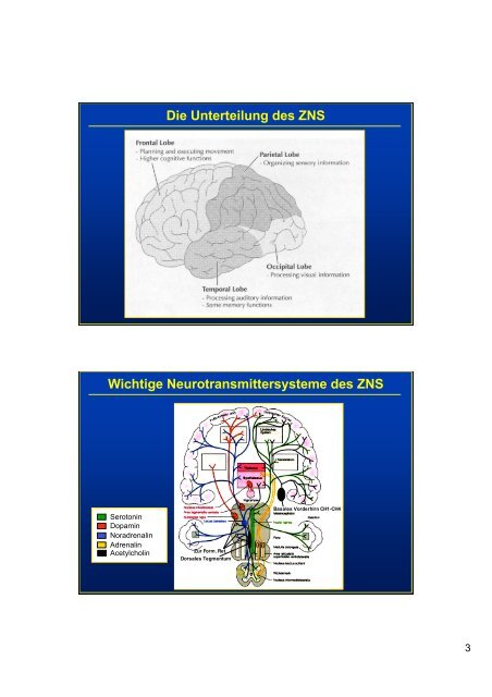 Neurotransmittersysteme und ihre Rezeptoren