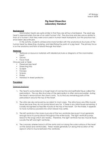 Pig Heart Dissection Laboratory Handout