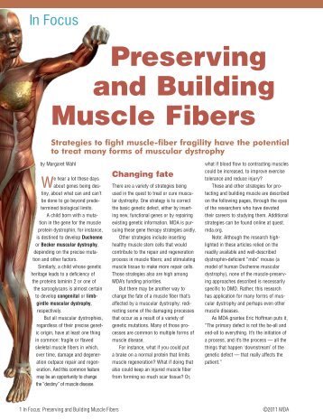 Preserving and Building Muscle Fibers - Muscular Dystrophy ...