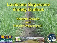 Louisiana Sugarcane Variety Outlook