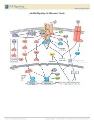 Jak/Stat Signaling: IL-6 Receptor Family - Cell Signaling Technology ...