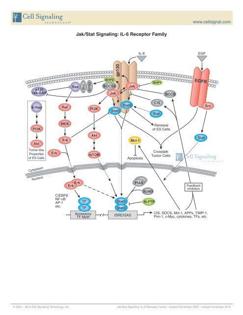 Jak/Stat Signaling: IL-6 Receptor Family - Cell Signaling Technology ...