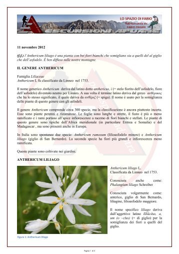 (ff) l'Anthericum liliago Ã¨ una pianta con bei fiori bianchi che ...