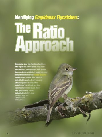 Identifying Empidonax Flycatchers - American Birding Association