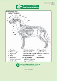 OH nr 4-6 Skelettdelar, Anatomiboken sid 15 - Svenska ...