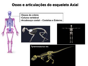 Ossos e articulaÃ§Ãµes do esqueleto Axial