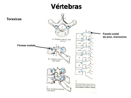 Ossos e articulaÃ§Ãµes do esqueleto Axial