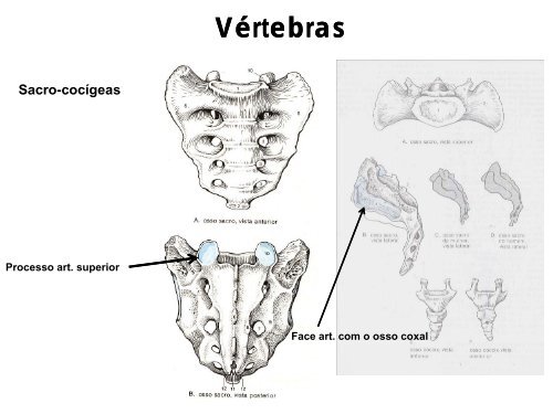 Ossos e articulaÃ§Ãµes do esqueleto Axial