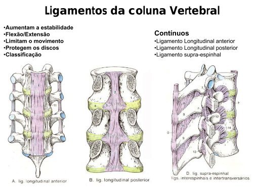 Ossos e articulaÃ§Ãµes do esqueleto Axial