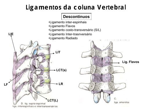 Ossos e articulaÃ§Ãµes do esqueleto Axial