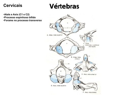 Ossos e articulaÃ§Ãµes do esqueleto Axial