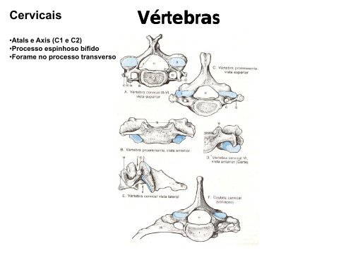 Ossos e articulaÃ§Ãµes do esqueleto Axial