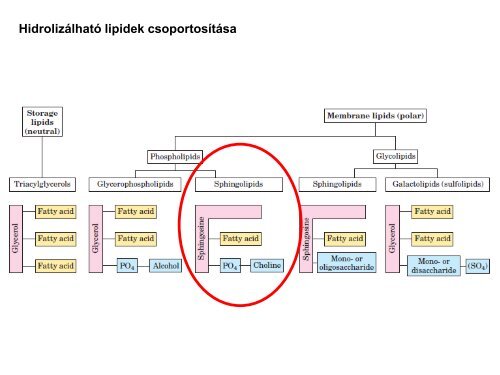 észterkondenzáció - Szerves Kémiai Tanszék