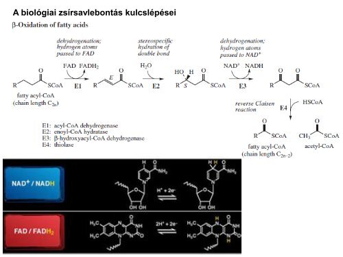 észterkondenzáció - Szerves Kémiai Tanszék