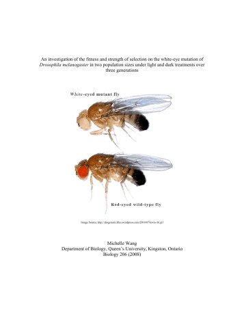 An investigation of mutant white-eye Drosophila ... - Michelle Wang