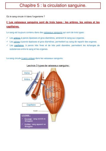 Chapitre 5 : la circulation sanguine.