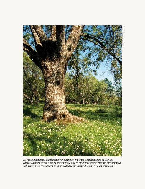 Los bosques que nos quedan y propuestas de WWF para su ...