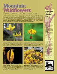 Wildflowers Mountain - Washington Trails Association