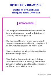Histology Drawings - School of Medical Sciences