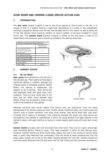 SLOW WORM AND COMMON LIZARD SPECIES ACTION PLAN